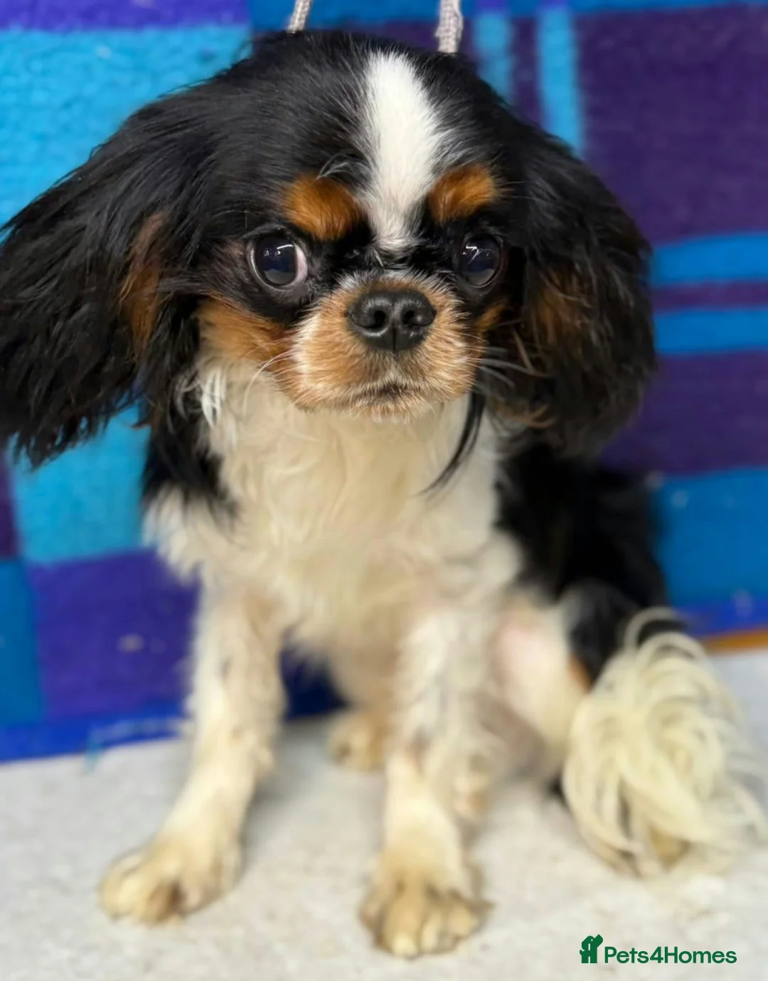 Cavalier King Charles Spaniel dogs for adoption: 🐾 LOUIS – Male Cavalier King Charles Spaniel 🐾 in West Malling - Advert 2