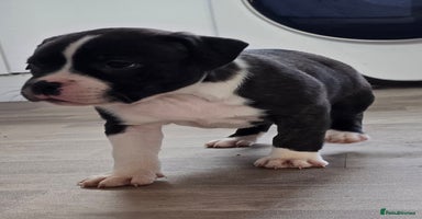 American Bull Staffy dogs ❤️❤️❤️STAFFORDSHIRE X AMERICAN BULL ❤️❤️❤️ - Advert 14