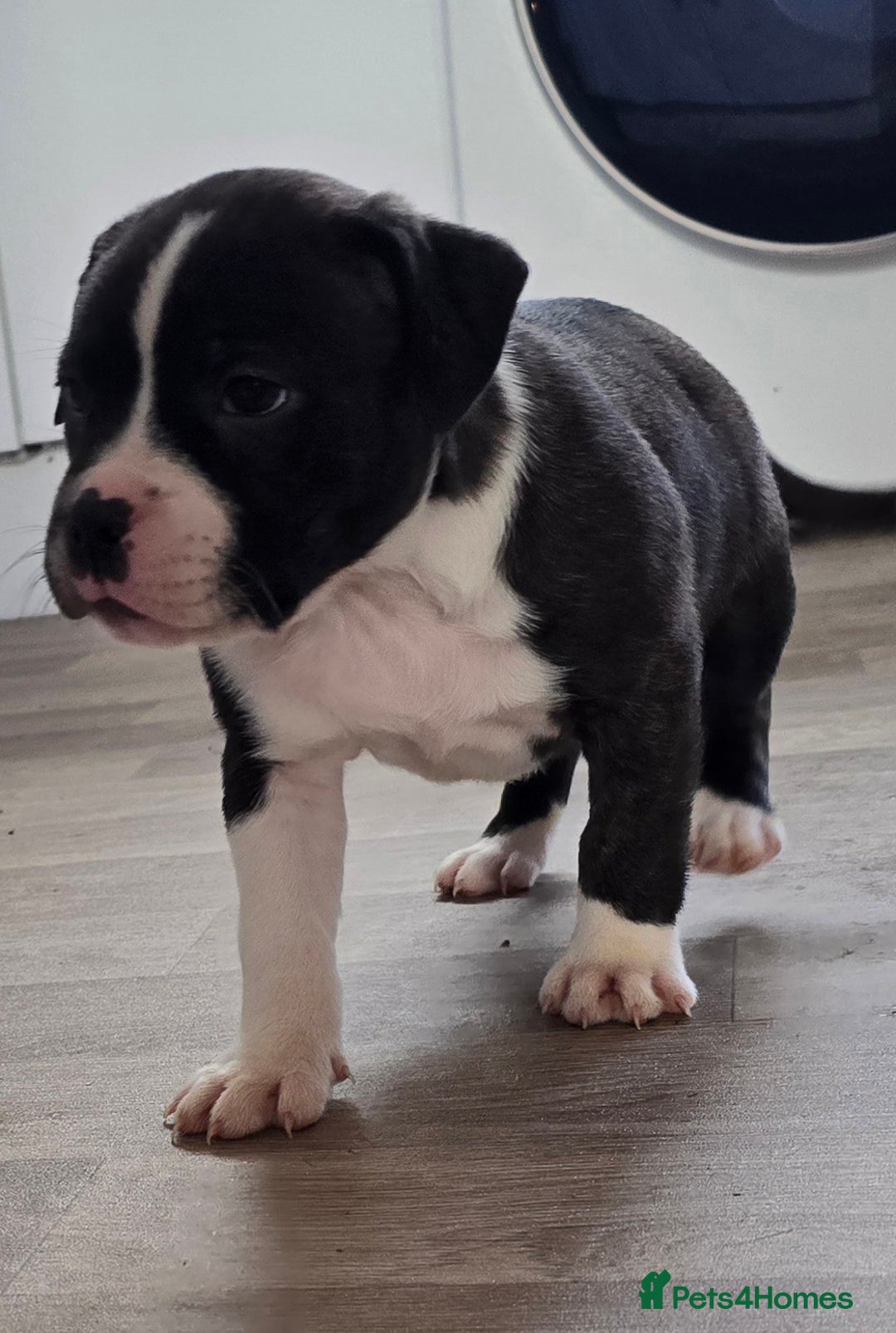 American Bull Staffy dogs for sale: Last one Girl Staffordshire waiting for new home - Advert 14