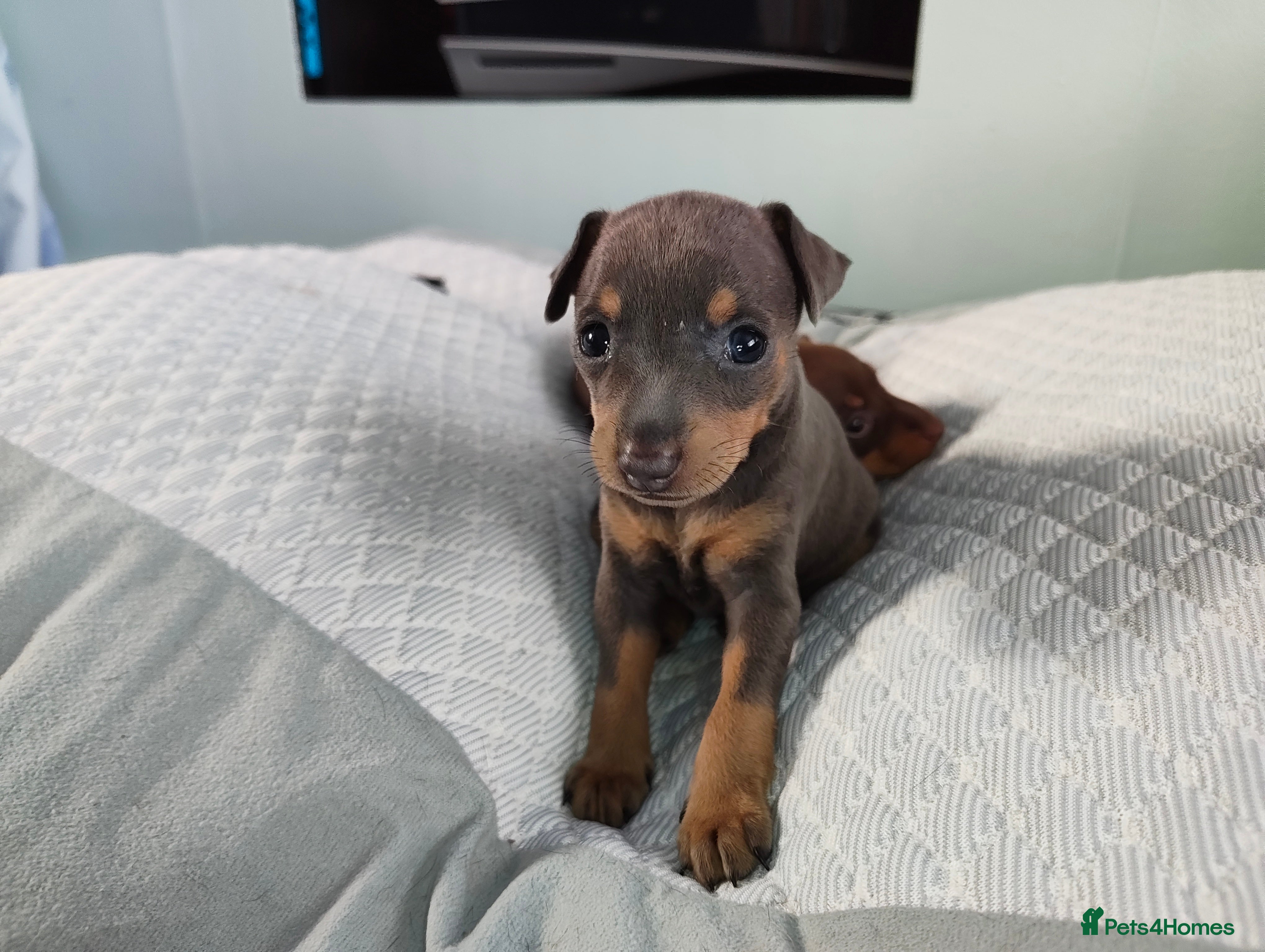 mini doberman price