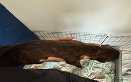Staffordshire Bull Terrier dogs for sale: Staffordshire terrier  - Image 8