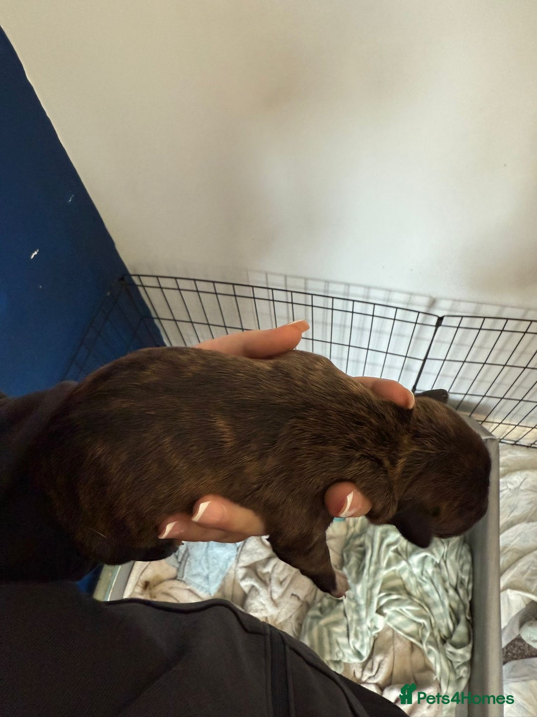 Staffordshire Bull Terrier dogs for sale: Staffordshire terrier  - Image 8