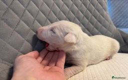 English Bull Terrier dogs for sale: Champion Bloodline English Bull Terrier Puppies  - Image 22