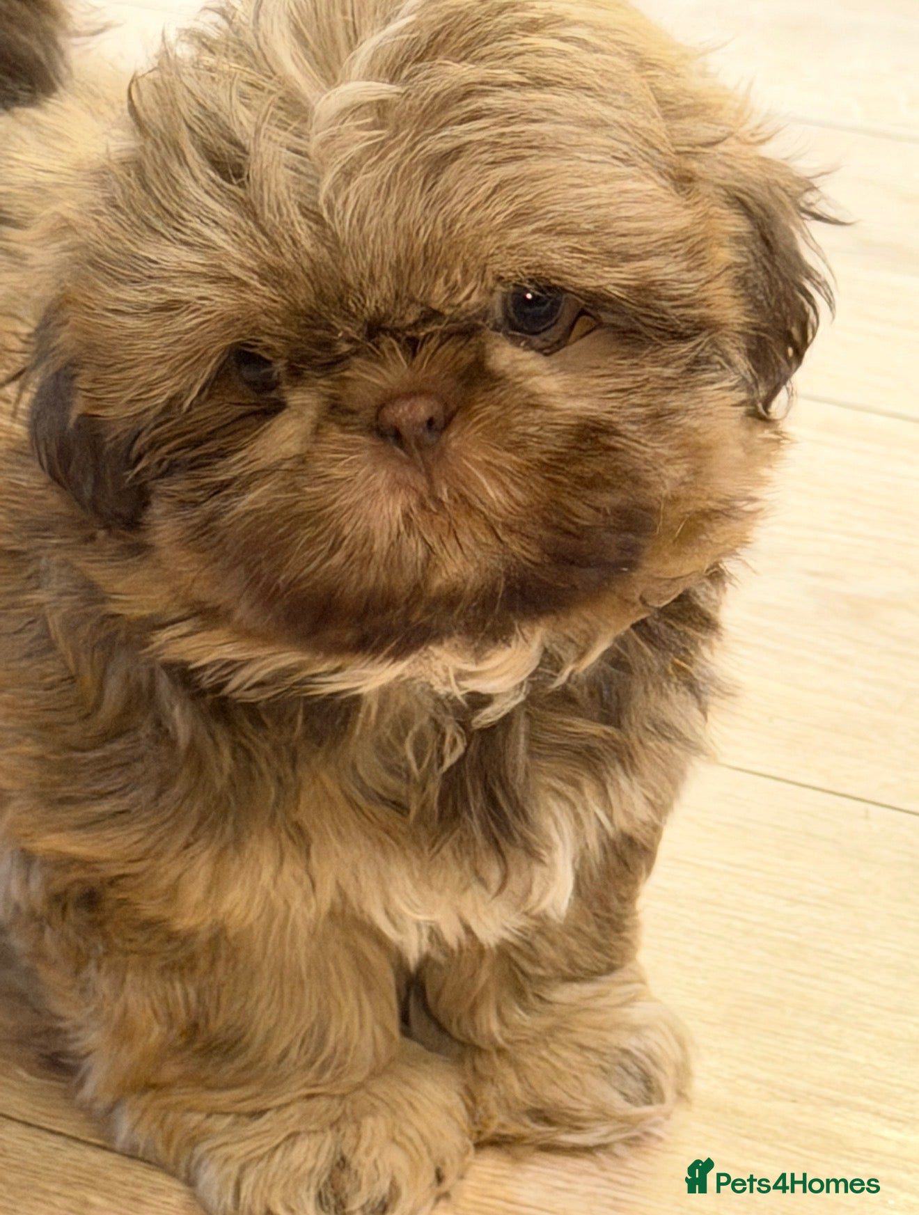 Shih Tzu dogs Beautiful miniature imperial Shih Tzu - Advert 1