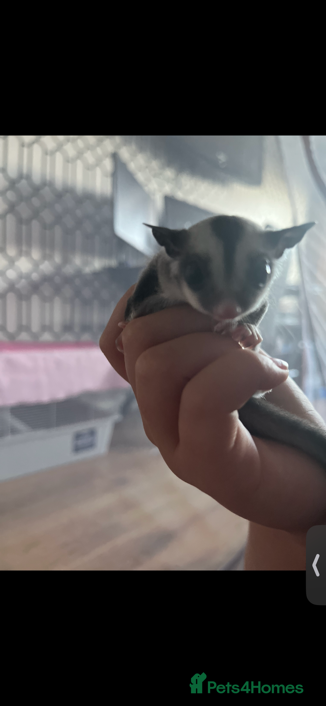 Sugar Glider rodents for sale: Grey friendly Boy  - Image 2