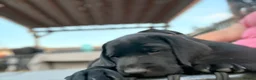 Labrador Retriever dogs for sale: 9 gorgeous KC registered black Labrador retrievers - Advert 13