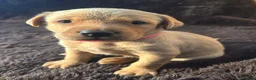 Labrador Retriever dogs for sale: Fox Red Labrador Puppies - Advert 8