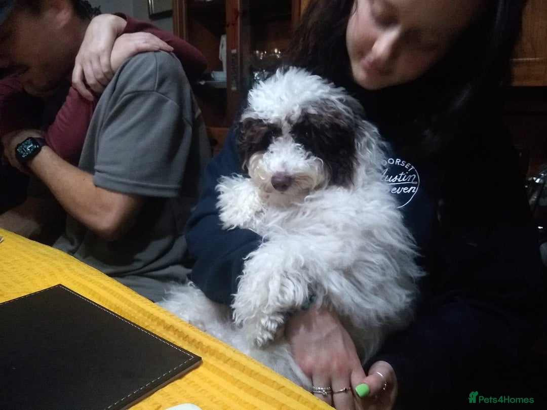 Cockapoo dogs for sale: Beautiful Chocolate and Merle F1 babies - Image 29