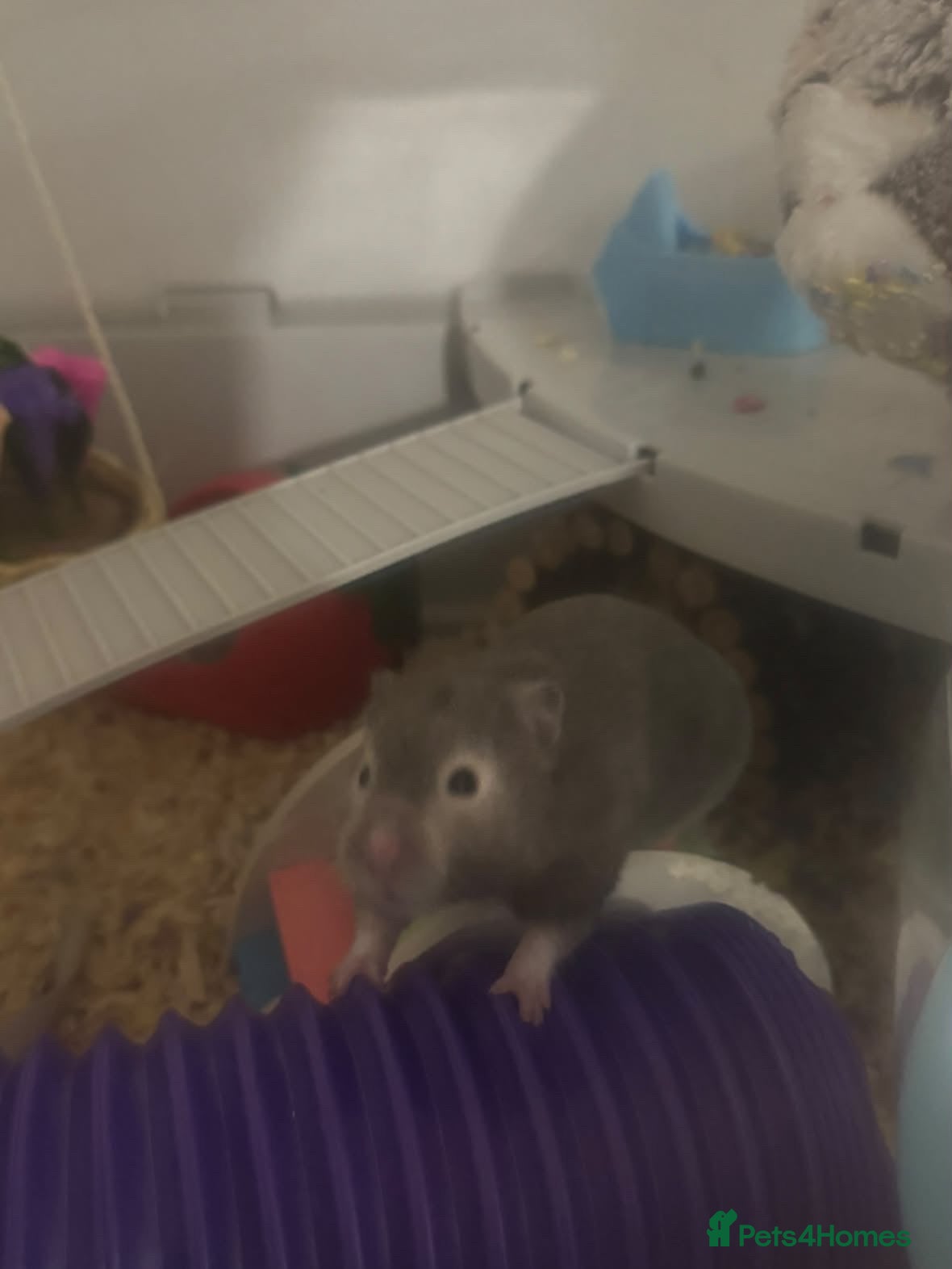 Hamster rodents Harriett the hamster  - Advert 1