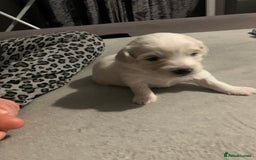 Mixed Breed dogs for sale: 4 Beautiful Maltichon Puppies. - Advert 12