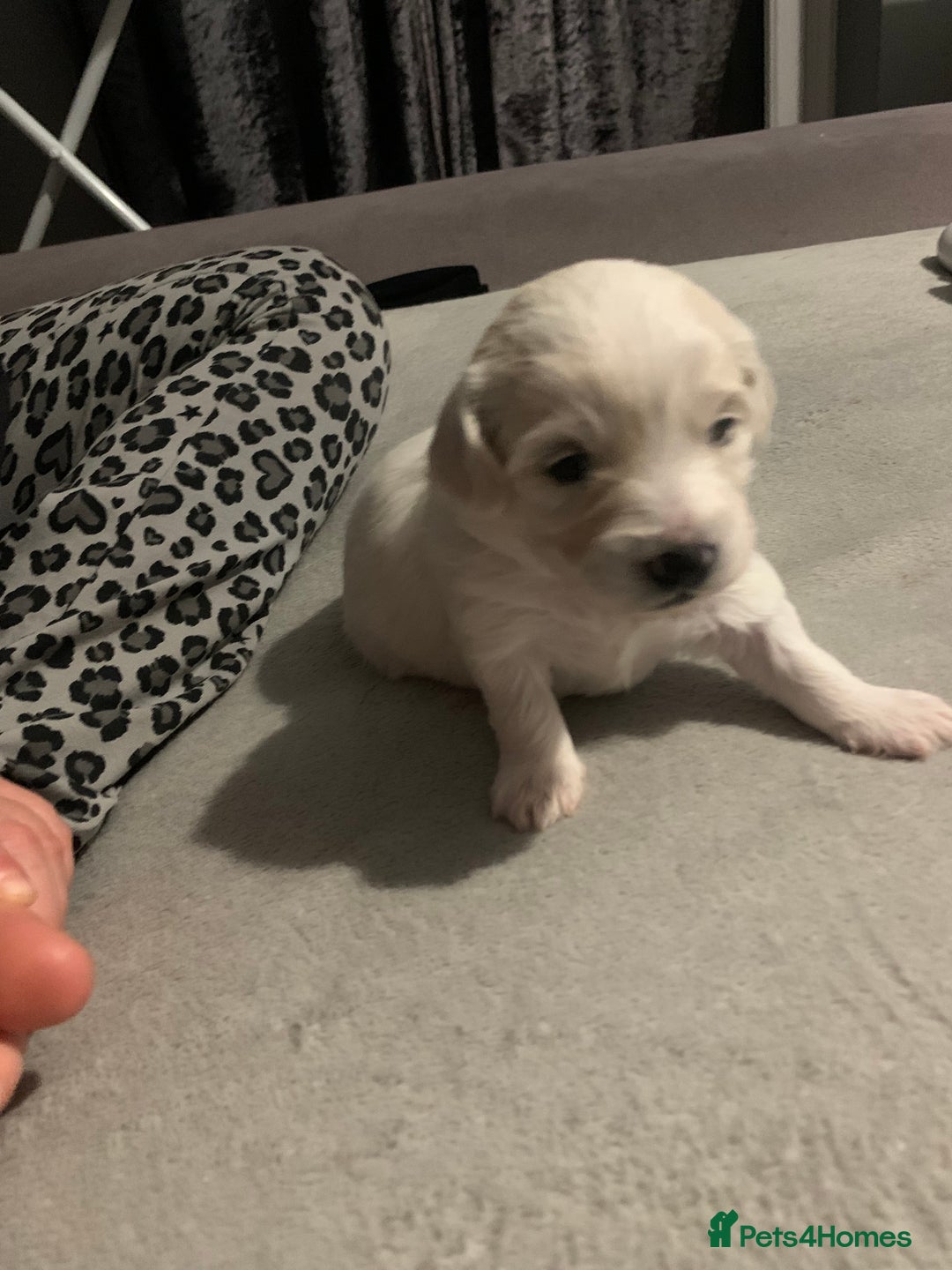 Mixed Breed dogs for sale: 4 Beautiful Maltichon Puppies. - Advert 12