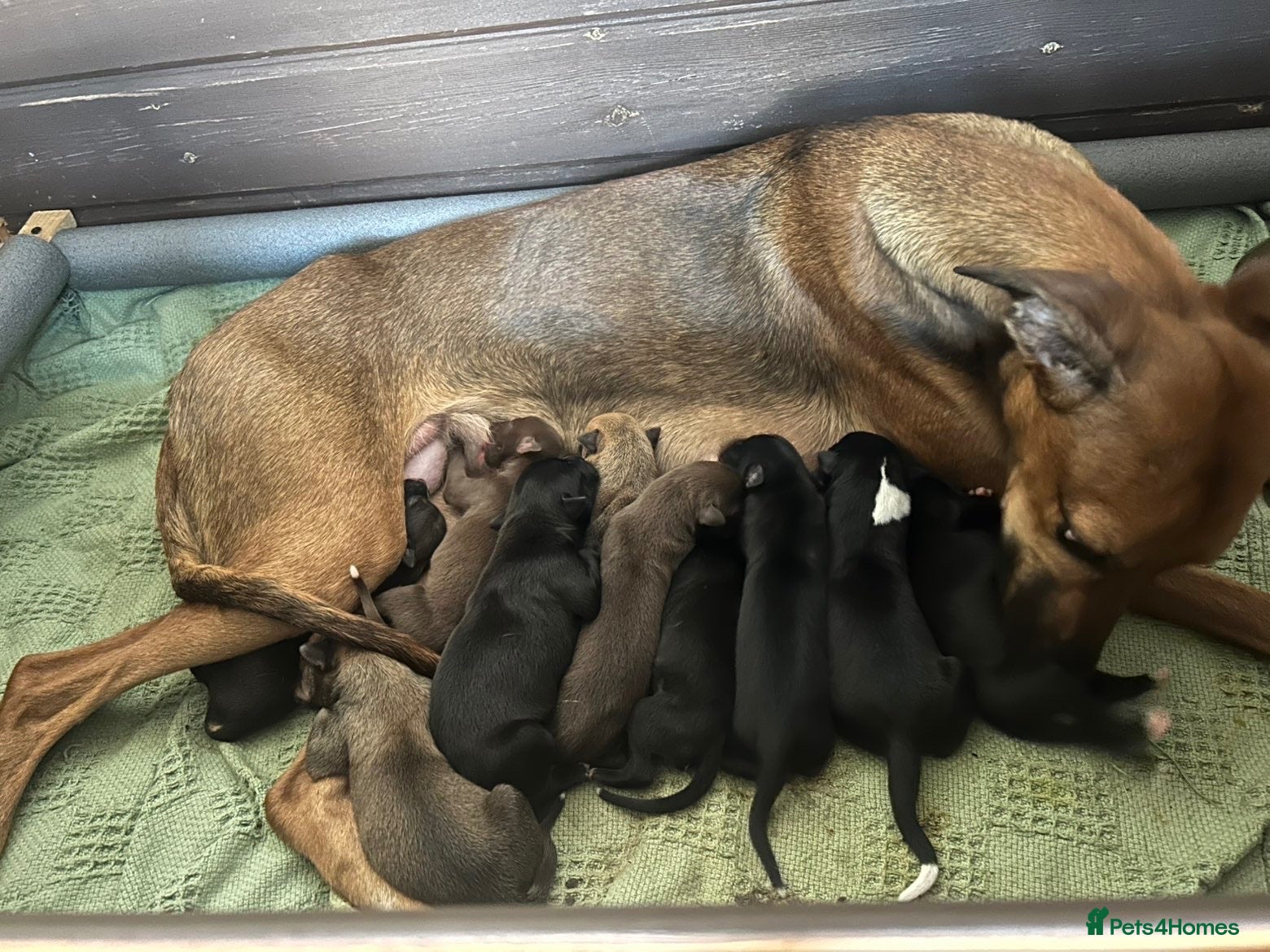 Lurcher dogs Lurcher pups - Advert 6