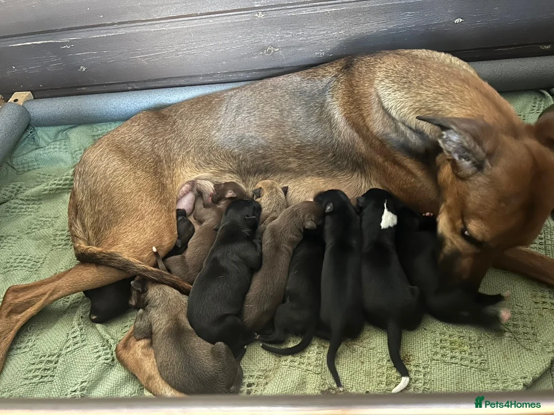 Lurcher dogs for sale: Lurcher pups in Askam-in-Furness - Advert 1