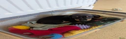 Miniature Dachshund dogs for sale: Beautiful miniature sausage pups - Advert 4
