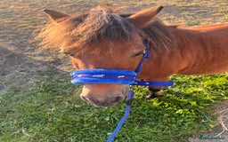 Miniature horses for sale: Little magic British miniature horse 68cm  - Image 4