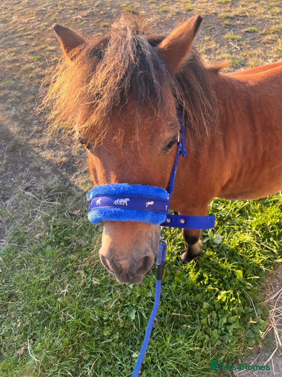 Miniature horses for sale: Little magic British miniature horse 68cm  - Image 4
