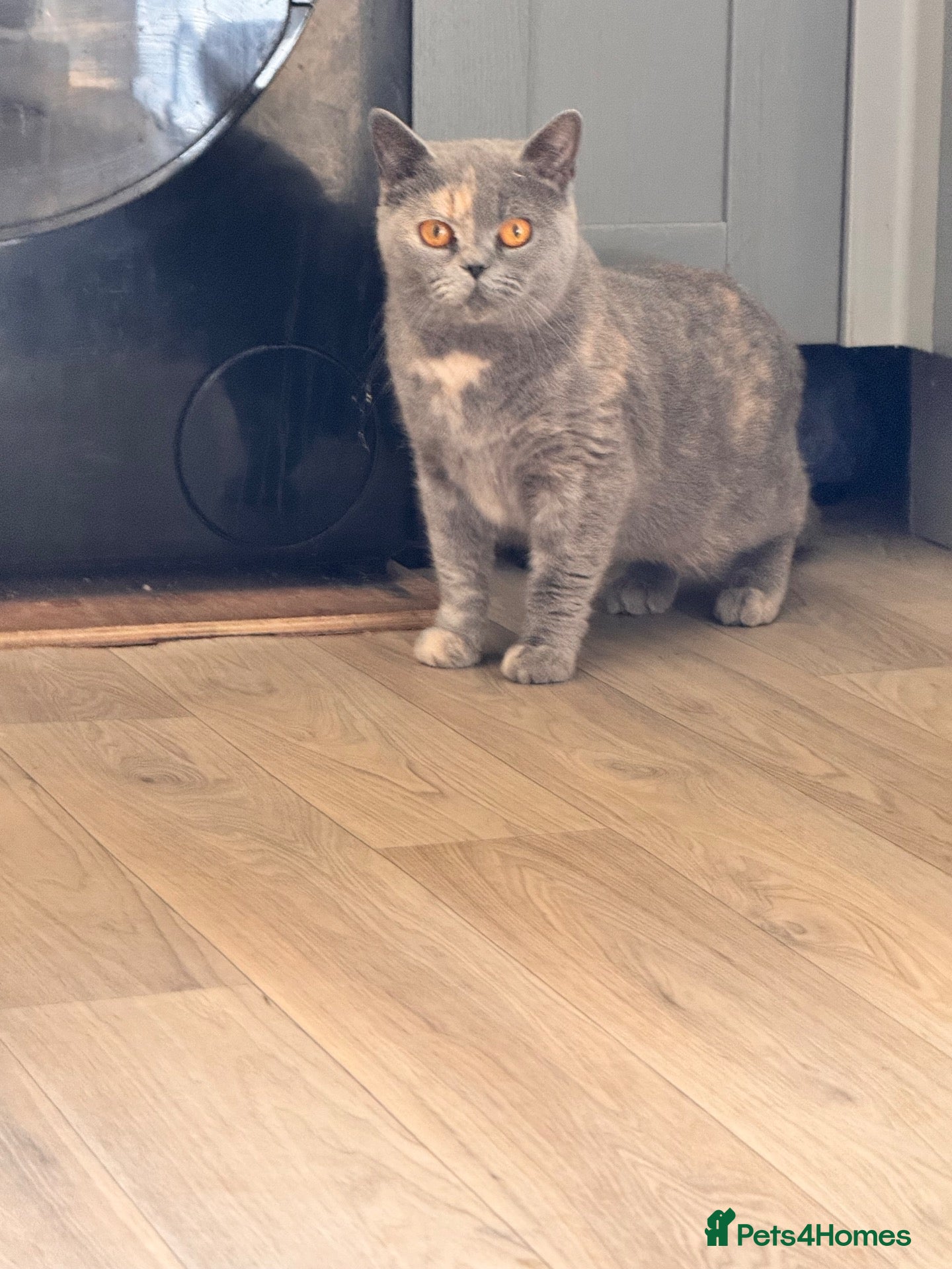 British Shorthair cats Beautiful blue tortie girl (active)  - Advert 1