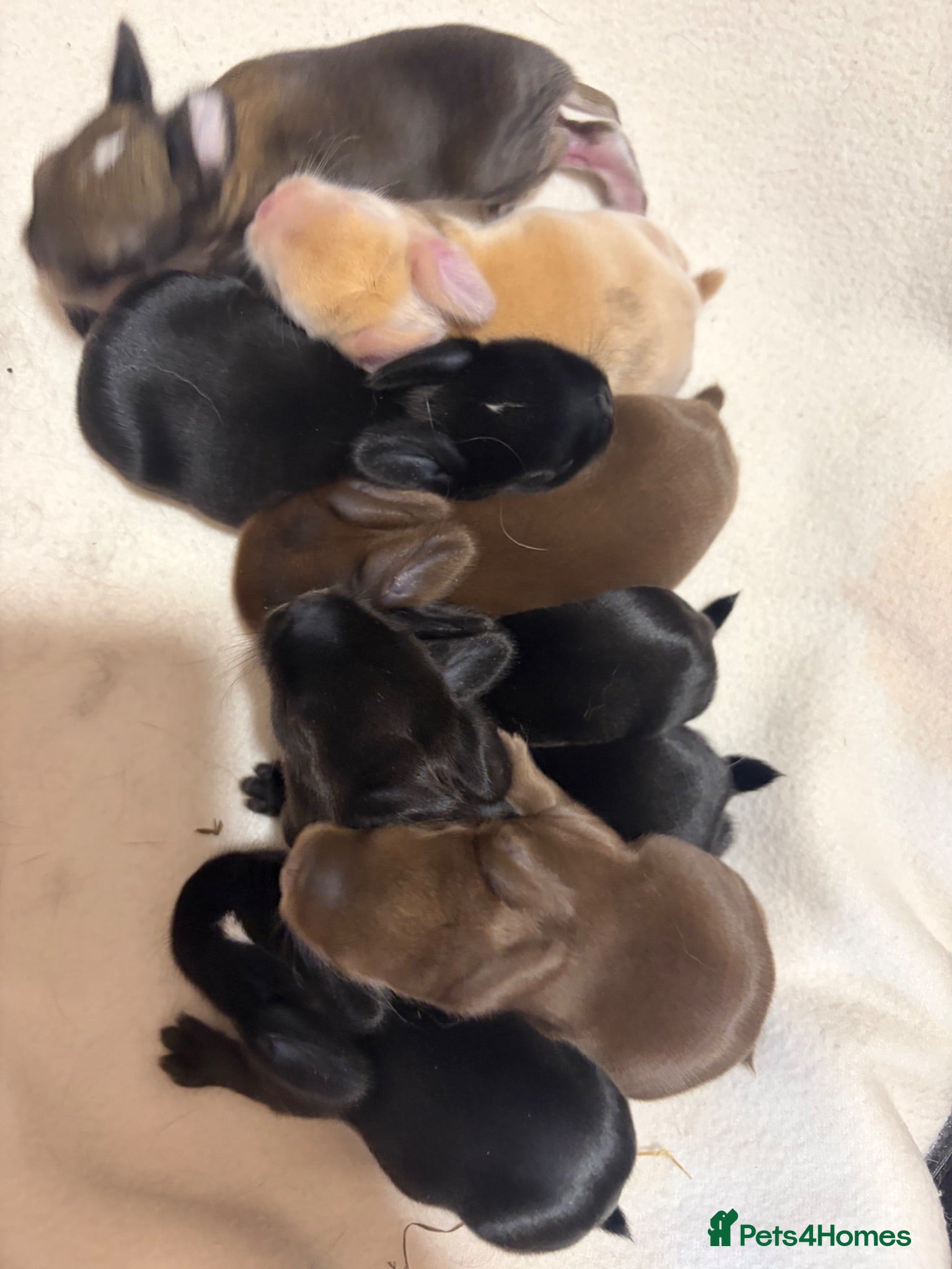 Mini Lop rabbits Newborns! Ready from 1st August   - Advert 23