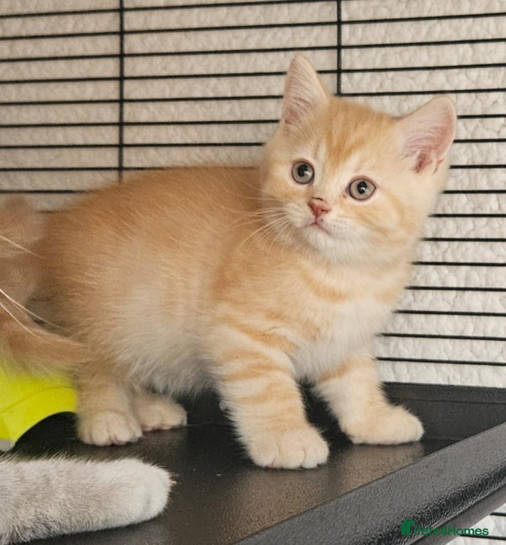 British Shorthair cats Beautiful choice of BSH Kittens - Advert 1