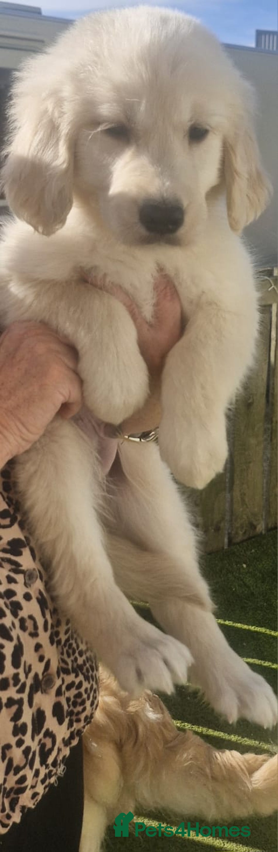 Golden Retriever dogs for sale: KC Registered Golden Retreiver Puppies  - Image 10