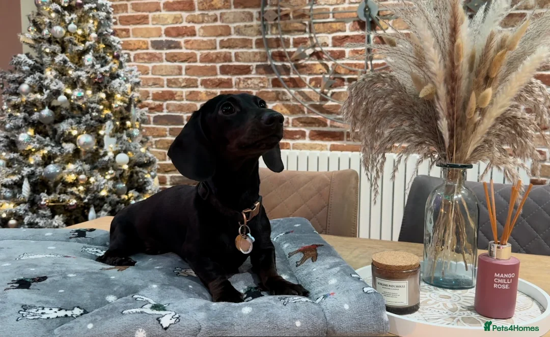 Miniature Dachshund dogs for stud: Rare KC Reg & Health Tested Miniature Dachshund in Rotherham - Advert 28