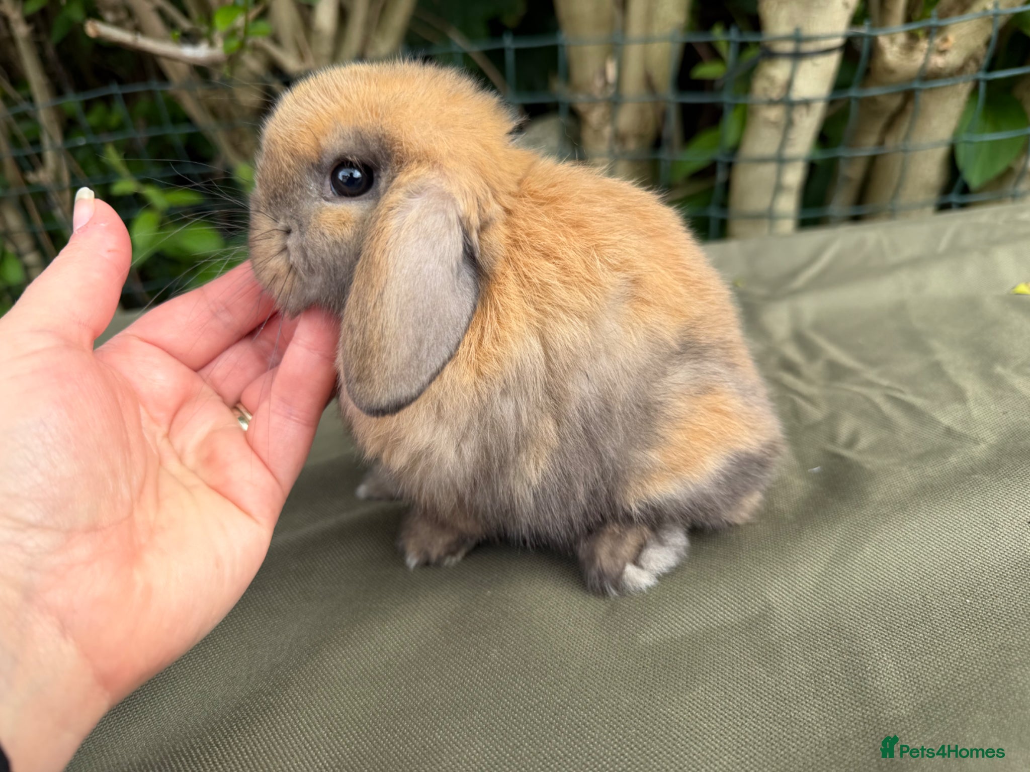 Mini Lop rabbits for sale: stunning baby girl ready now - Advert 5