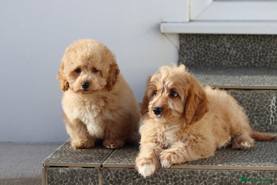 Cavapoo dogs for sale: F1 Cavapoo puppies for sale FULLY VACCINATED - Advert 30