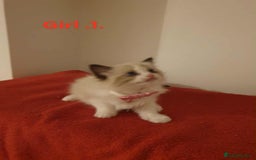 Ragdoll cats for sale: Ragdoll kittens  - Image 15