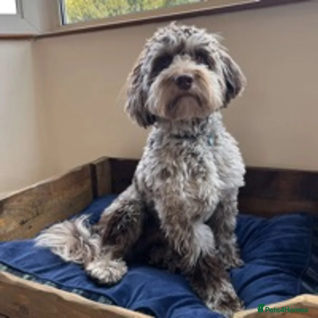 Cockapoo dogs for stud: f1 Merle cockapoo for stud in Nottingham - Advert 10