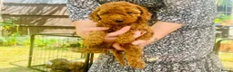 Cockapoo dogs for sale: Cockapoo Hypoallergenic F1bb puppies for sale  - Advert 8