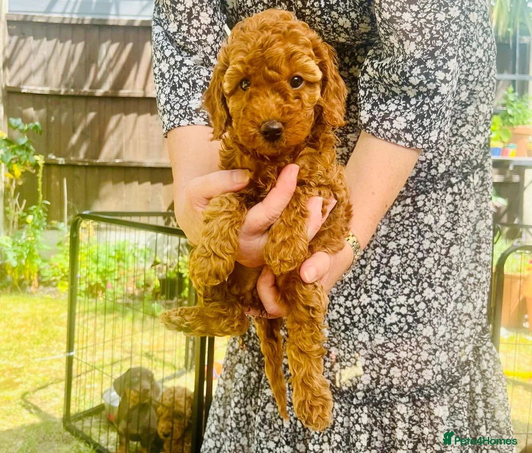 Cockapoo dogs for sale: Cockapoo Hypoallergenic F1bb puppies for sale  - Advert 8