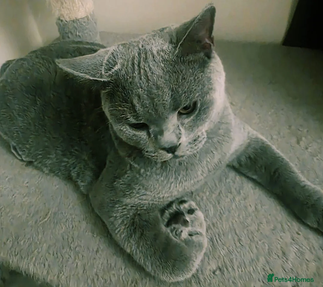 British Shorthair cats for sale: Beautiful British Champion Shorthair Kitten - Advert 2