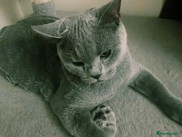 British Shorthair cats for sale: Beautiful British Champion Shorthair Kittens - Advert 23
