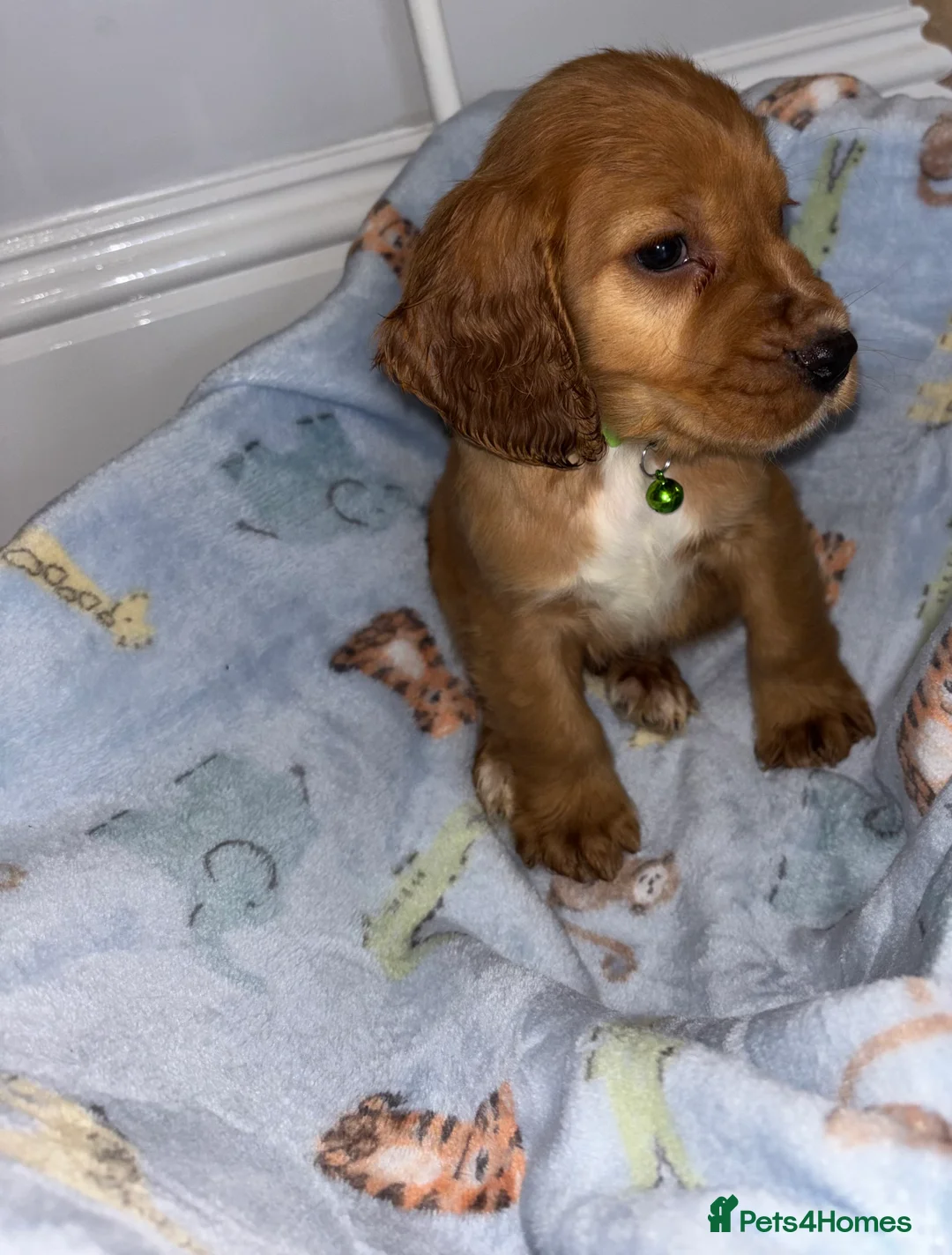 Cocker Spaniel dogs for sale: Lucy’s Amazing Puppy’s  - Advert 6