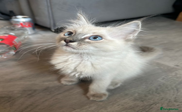 Ragdoll cats - Advert 3