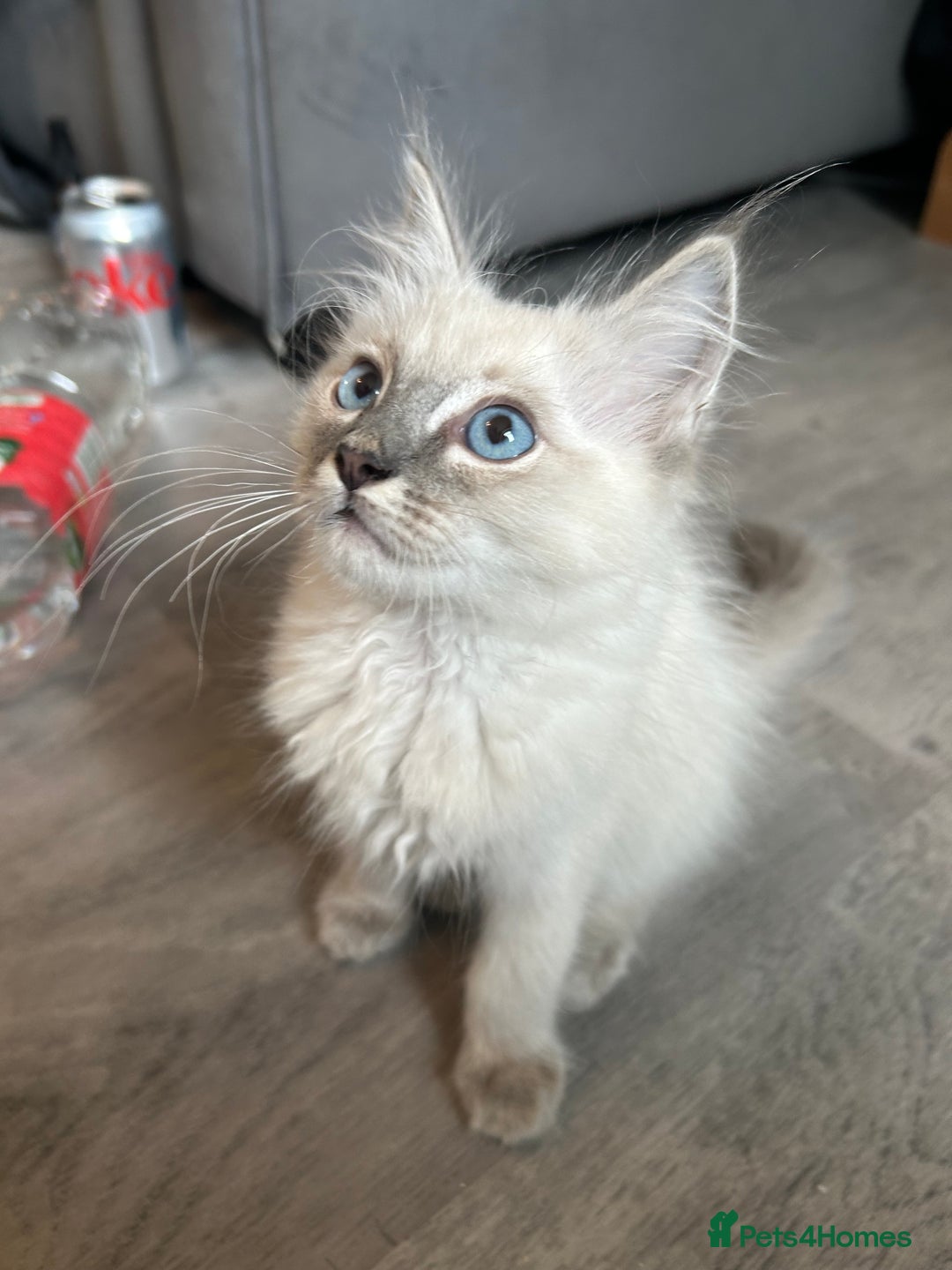 Ragdoll cats for sale: Ragdolls last male lynx  - Image 1