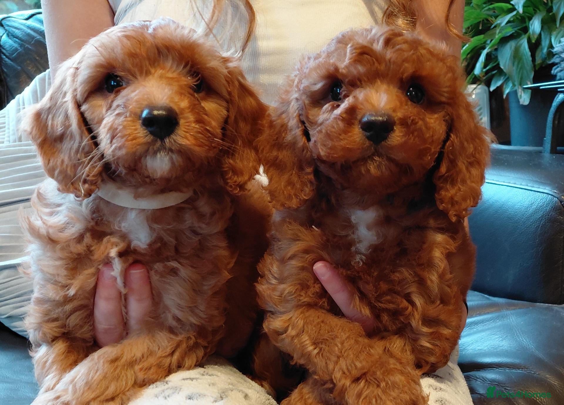 Cavapoo dogs F1 Cavapoo puppies-extensively health tested  - Advert 15