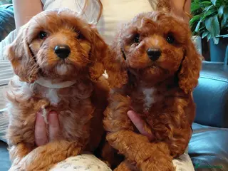 Cavapoo dogs F1 Cavapoo puppies-extensively health tested - Advert 15