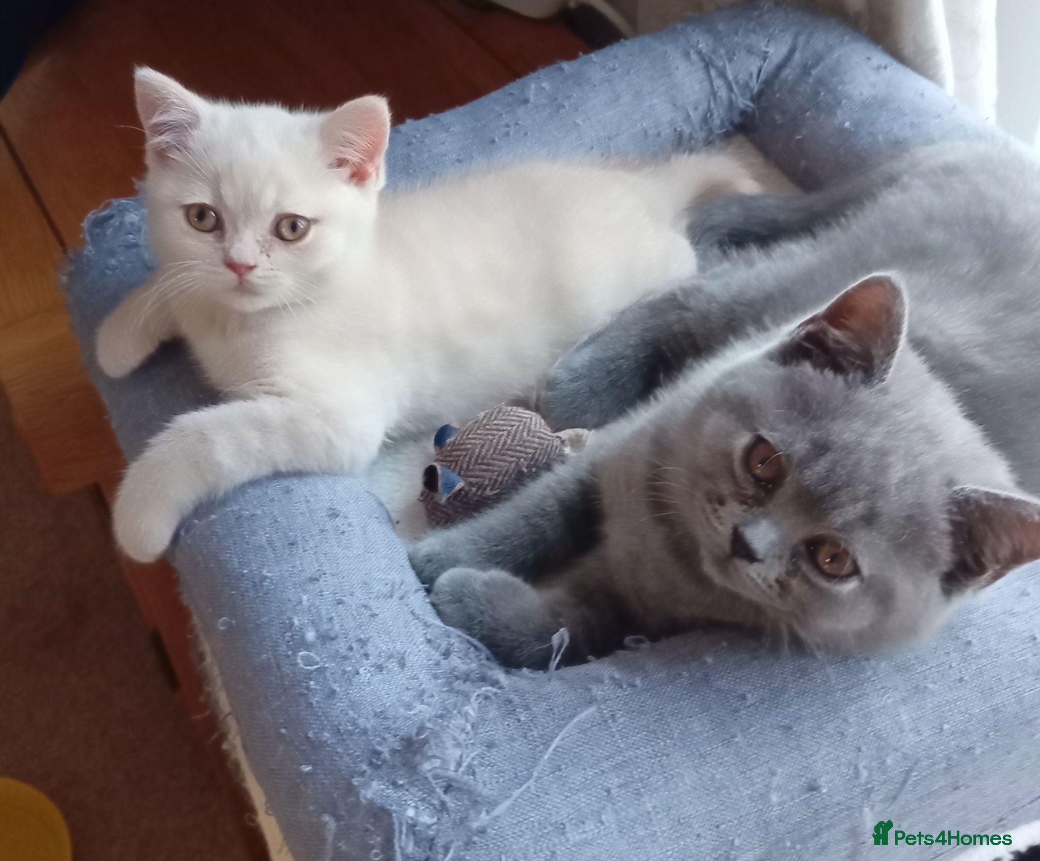 British Shorthair cats Gorgeous British short-hair kittens  - Advert 4