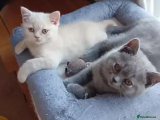 British Shorthair cats Gorgeous British short-hair kittens - Advert 4