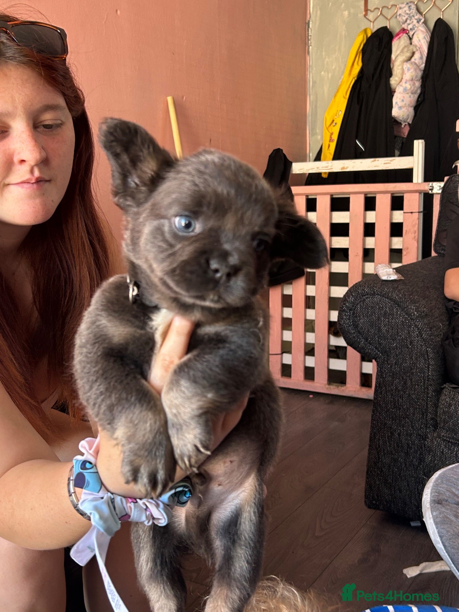 French Bulldog dogs Ready now 2 boys  - Advert 17