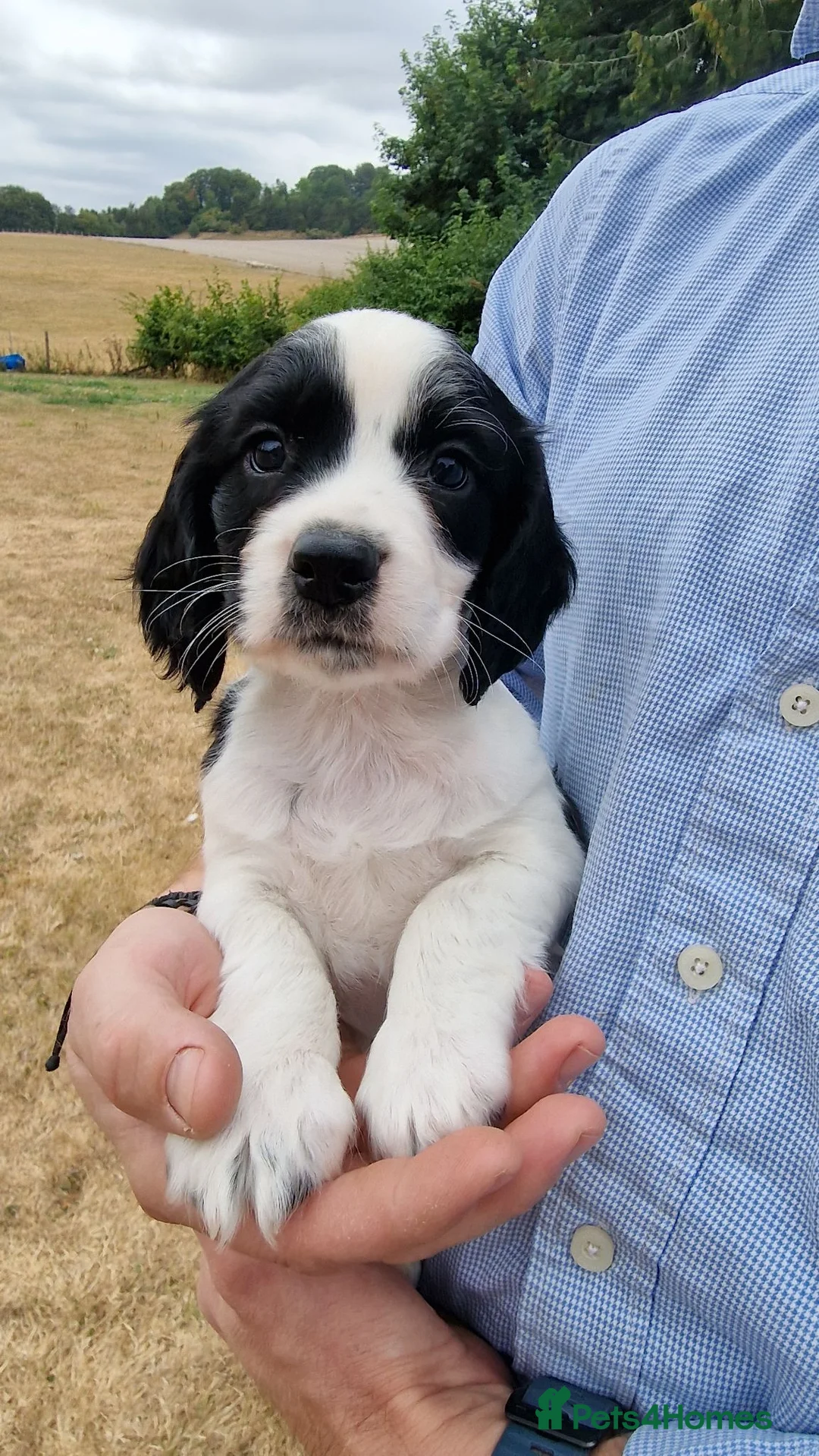 Cocker Spaniel dogs for sale: Working cocker dog in Marlborough - Advert 2