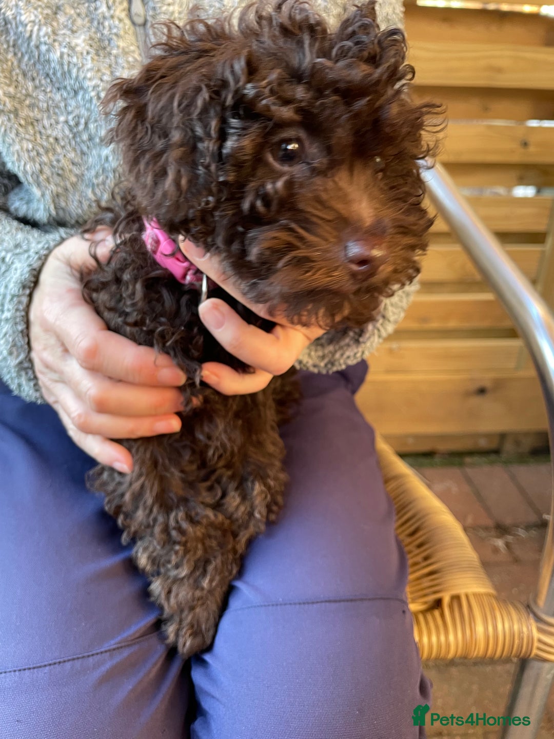 Miniature Poodle dogs for sale: Gorgeous Miniature Poodle puppies  - Advert 9