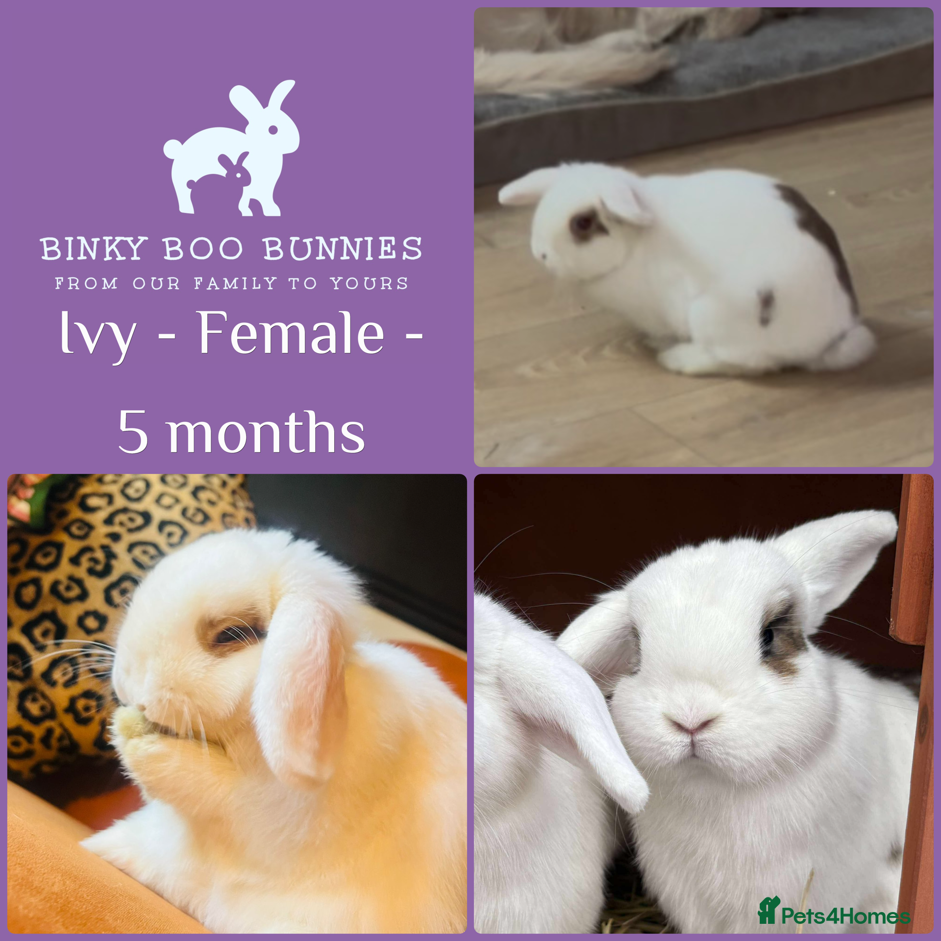 Mini Lop rabbits Mini Lop Babies- Ready 23/12 - Reserve Now - Advert 2