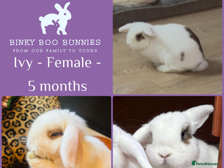 Mini Lop rabbits Mini Lop Babies- Ready 23/12 - Reserve Now - Advert 3