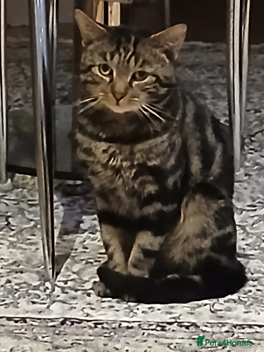 Mixed Breed cats for sale: Jacobo urgent need homeforever  - Advert 1