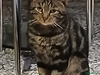 Mixed Breed cats Jacobo urgent need homeforever - Advert 1