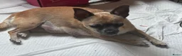 Chihuahua dogs for sale: Beautiful long haired black chihuahua puppies in Oxted - Advert 2