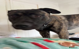 Mixed Breed dogs for sale: Clyde-urgent rehome - Image 4