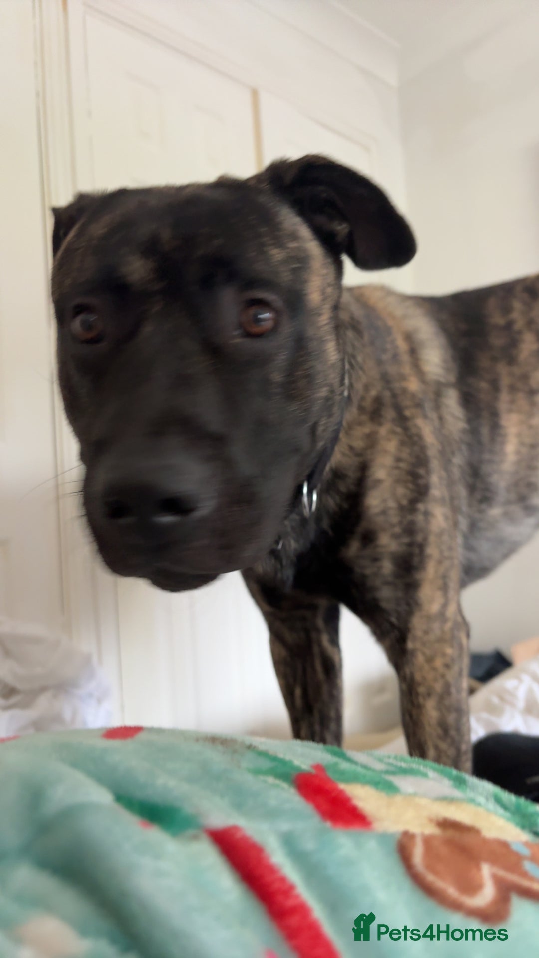 Mixed Breed dogs for sale: Clyde-urgent rehome - Image 4